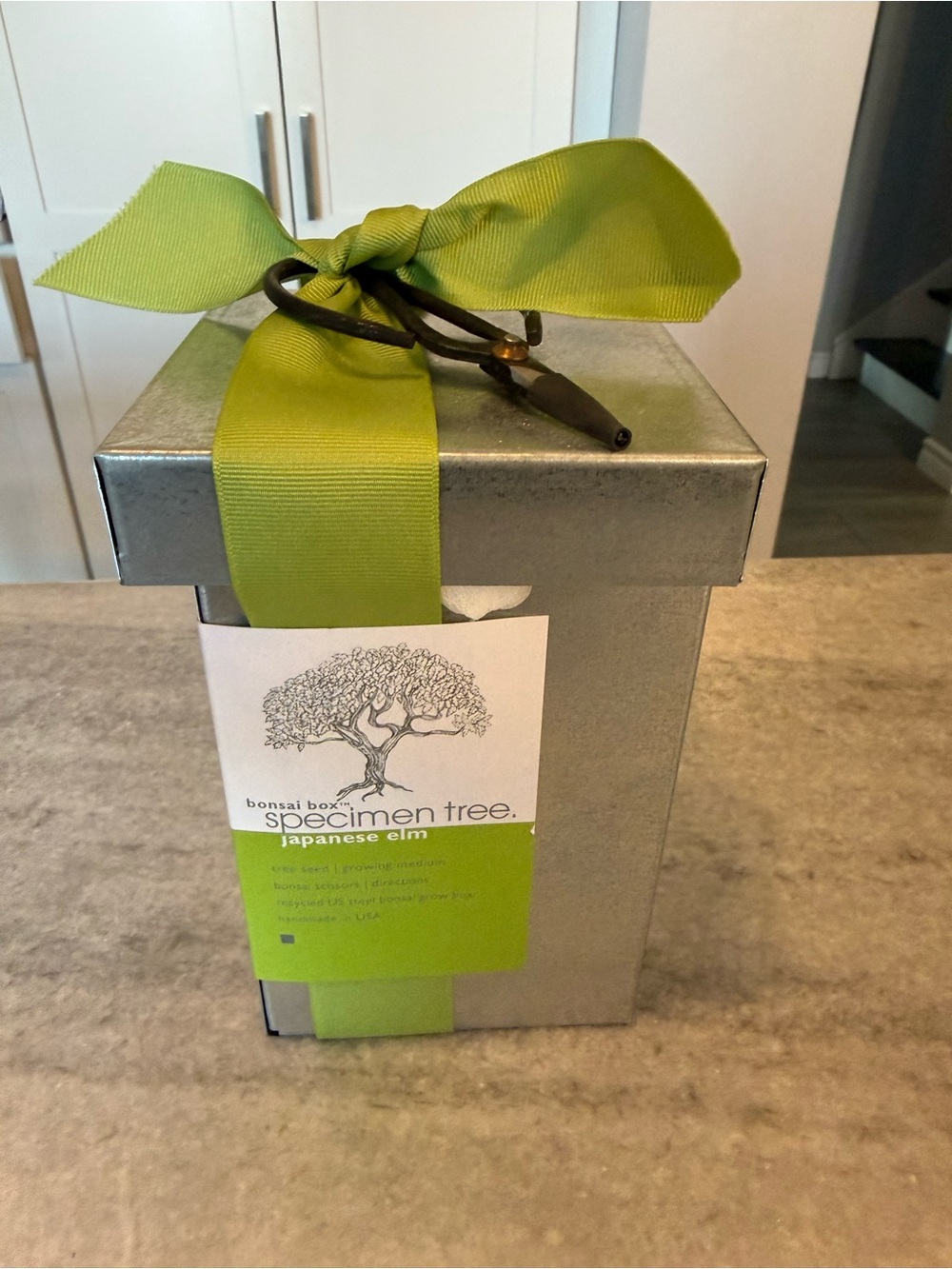 Bonsai Box Japanese Elm Starter Kit (Galvanized Metal Planter Only)